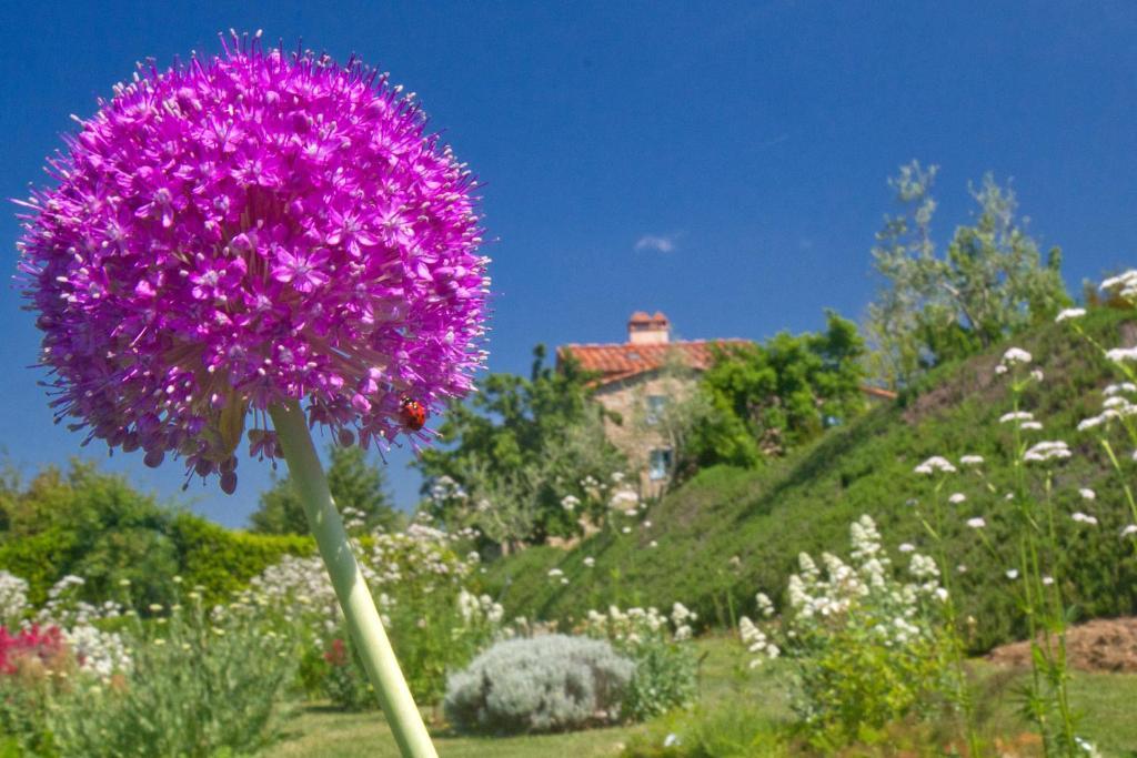 Odina Agriturismo Loro Ciuffenna Exteriör bild