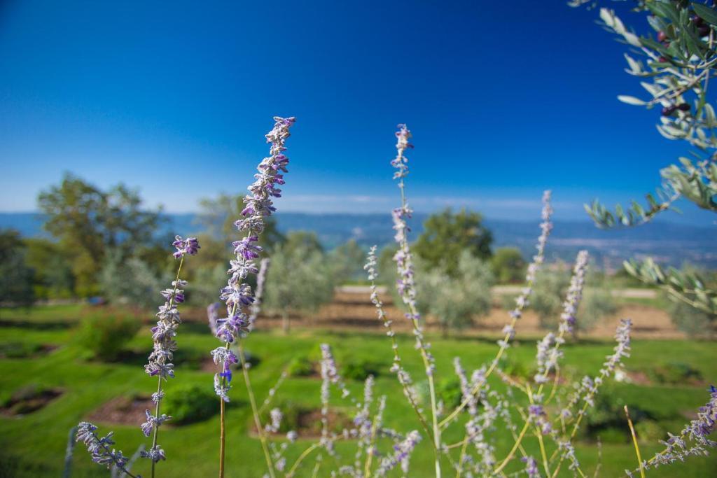 Odina Agriturismo Loro Ciuffenna Exteriör bild